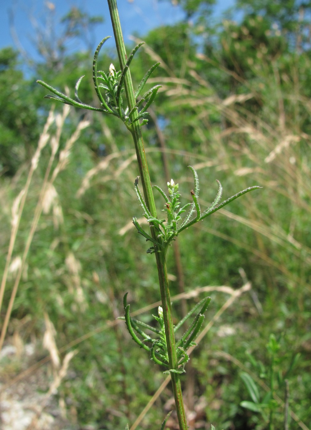 Image of Crupina vulgaris specimen.