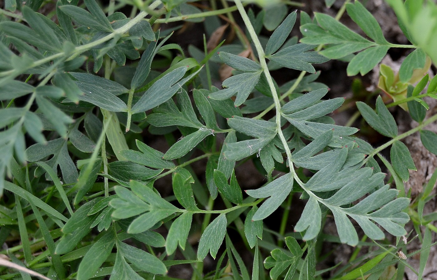 Изображение особи Potentilla bifurca.