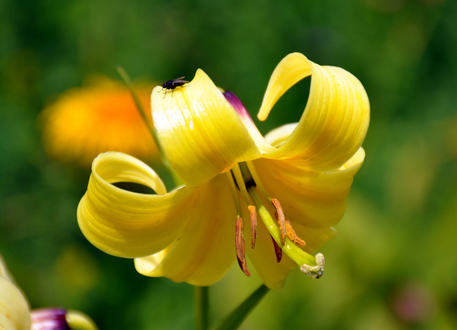 Изображение особи Lilium monadelphum.