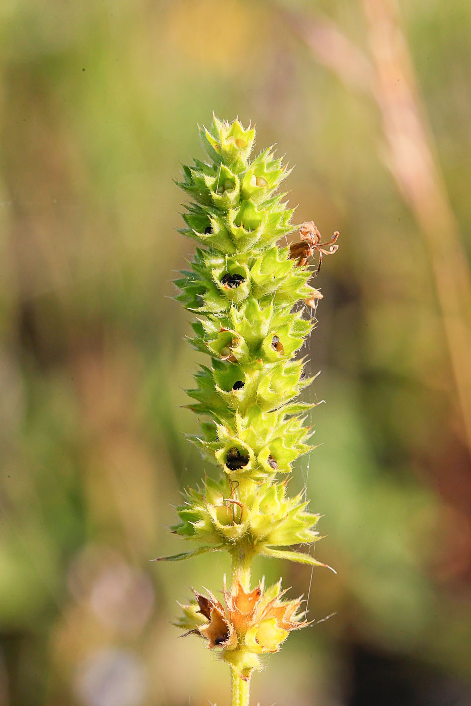 Image of Stachys recta specimen.