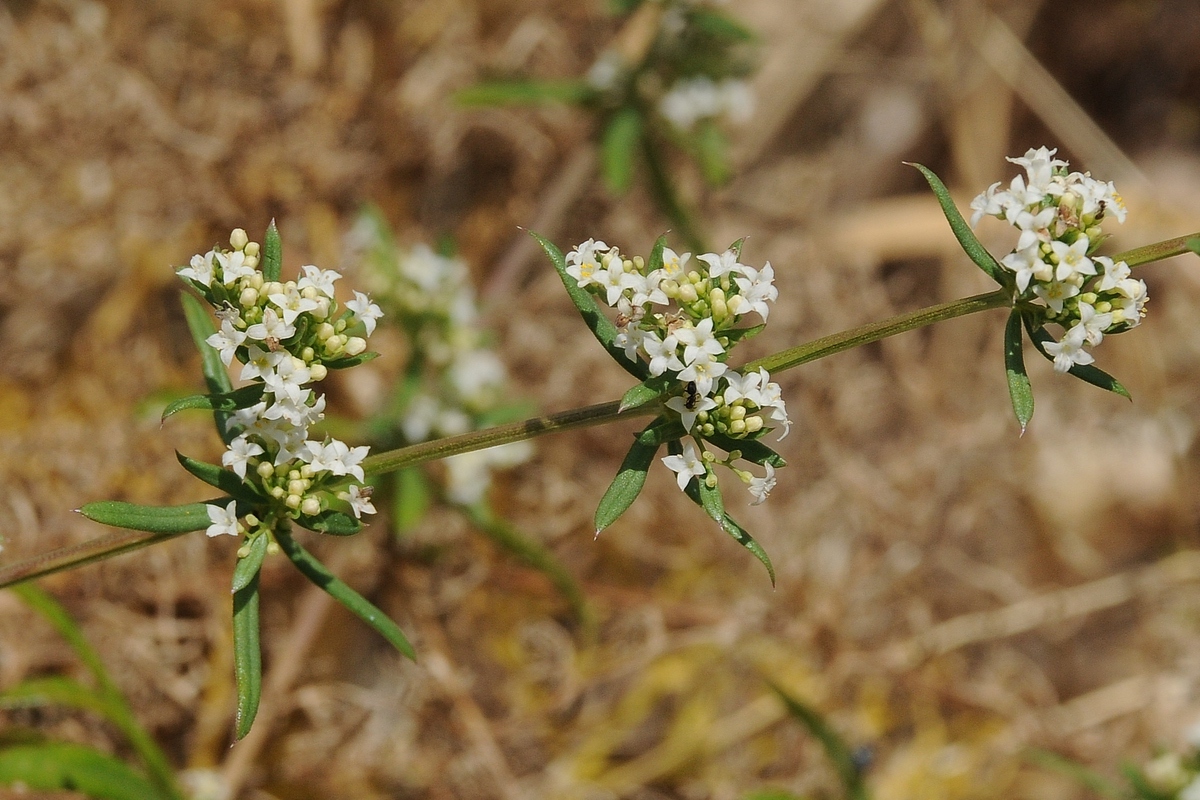 Image of Galium humifusum specimen.