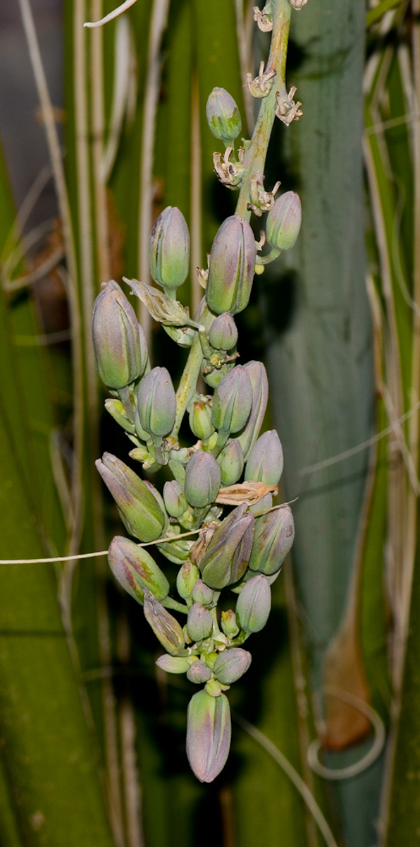 Изображение особи Hesperaloe campanulata.