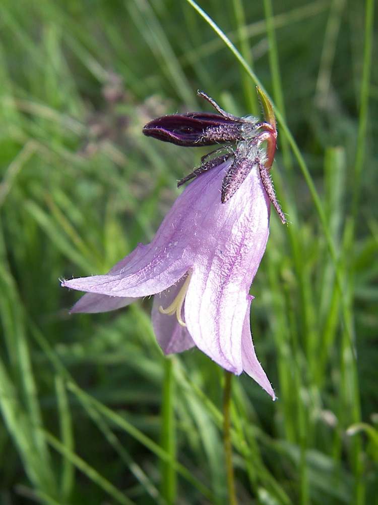 Image of Campanula collina specimen.