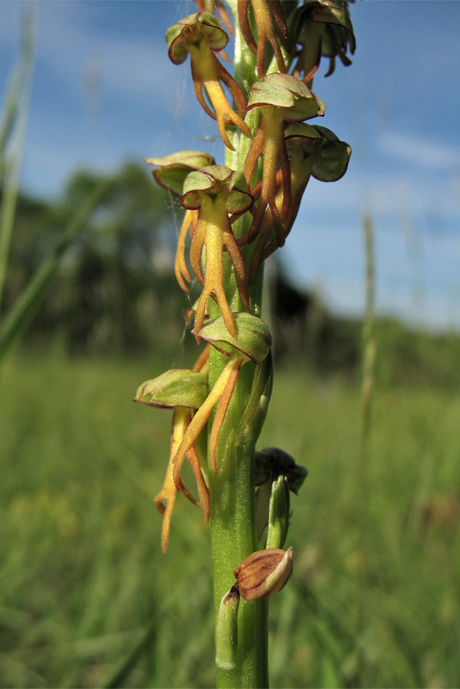 Image of Orchis anthropophora specimen.