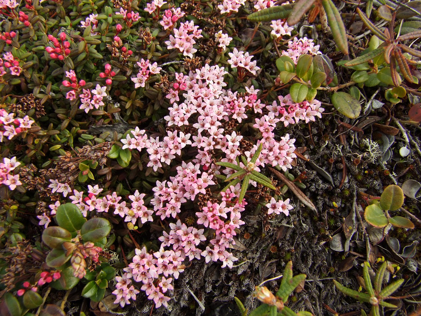 Изображение особи Loiseleuria procumbens.