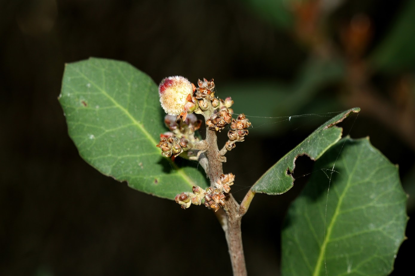 Image of Rhus integrifolia specimen.