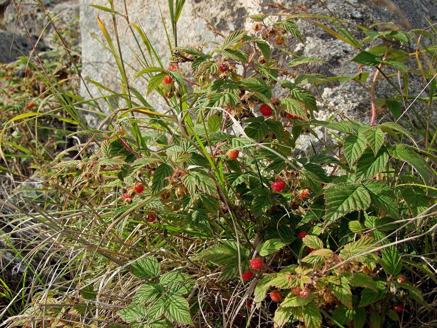 Image of Rubus matsumuranus specimen.