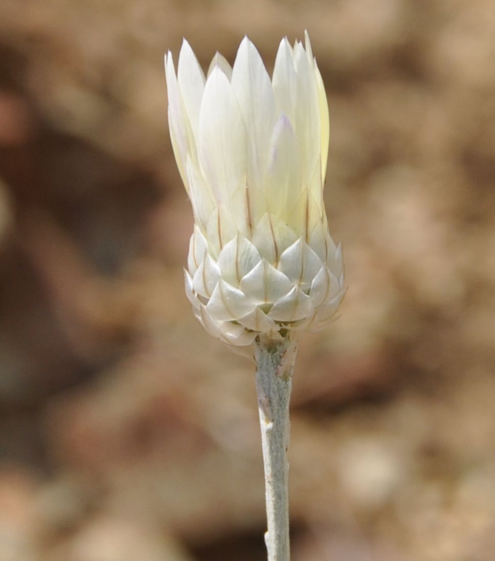 Image of Xeranthemum annuum specimen.