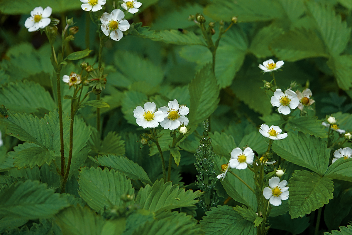 Image of Fragaria vesca specimen.