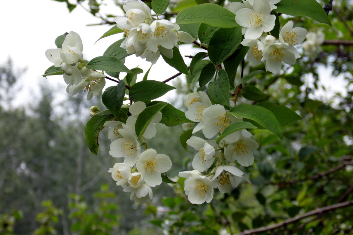 Изображение особи Philadelphus caucasicus.