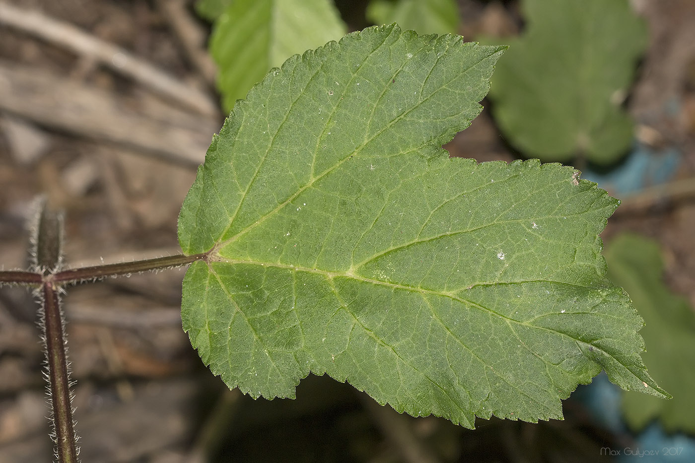 Изображение особи Heracleum sibiricum.