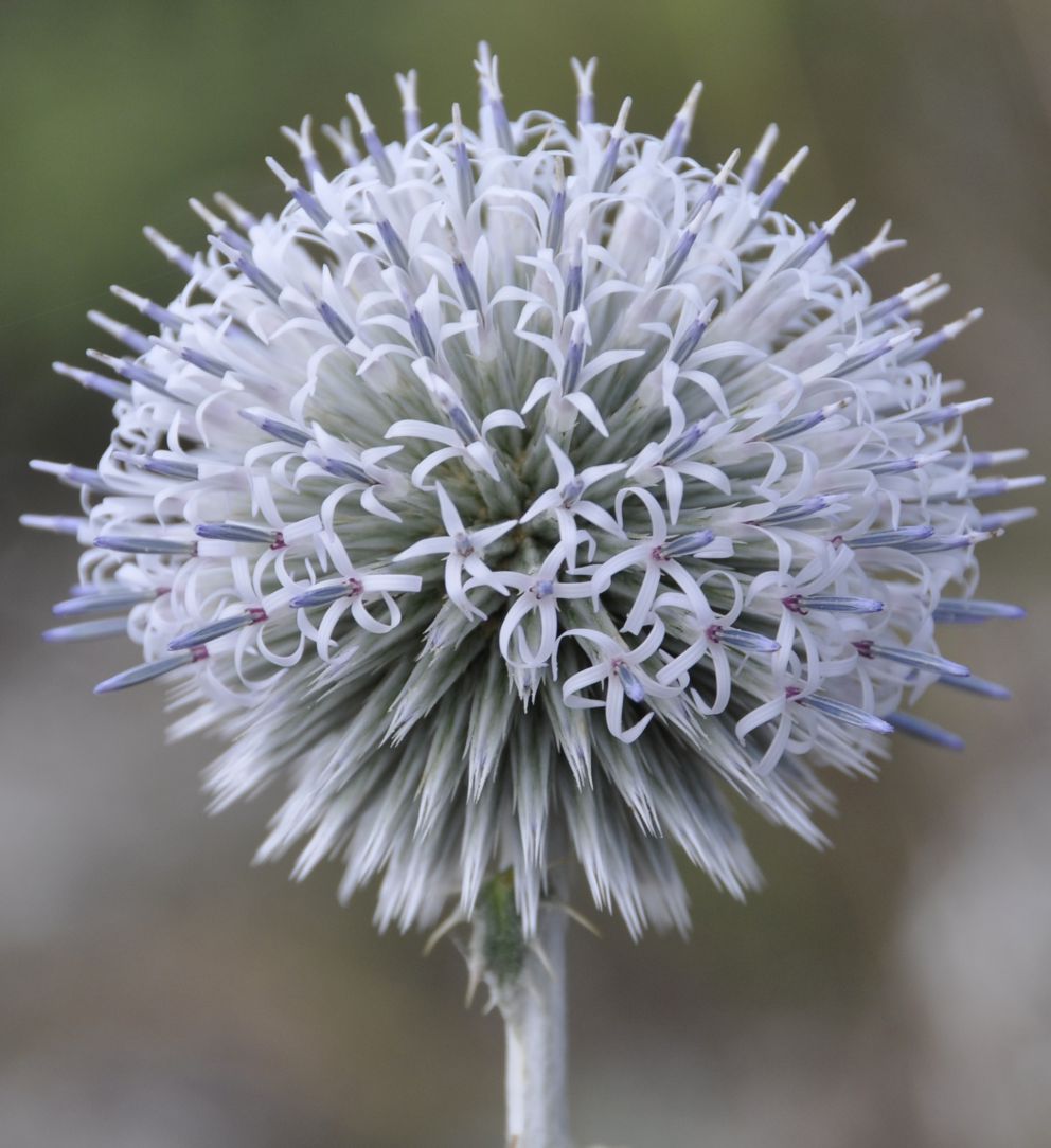 Image of Echinops albidus specimen.