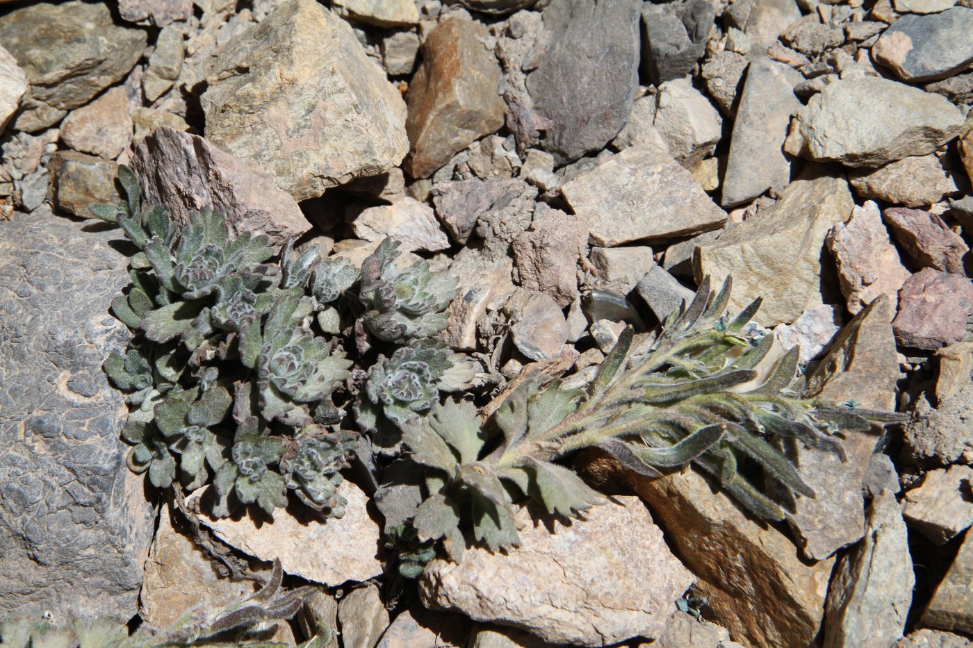 Изображение особи Oreoblastus flabellatus.