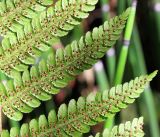 Dryopteris crassirhizoma