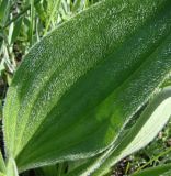 Plantago urvillei. Опушение листа. Север Краснодарского края, Кущёвский заказник. 01.05.2010.