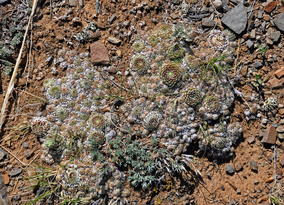 Image of Orostachys spinosa specimen.