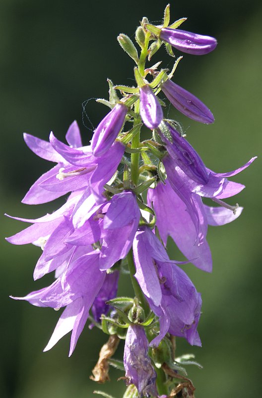 Изображение особи Campanula rapunculoides.