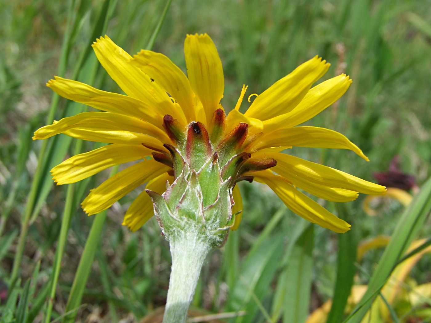 Image of Scorzonera radiata specimen.