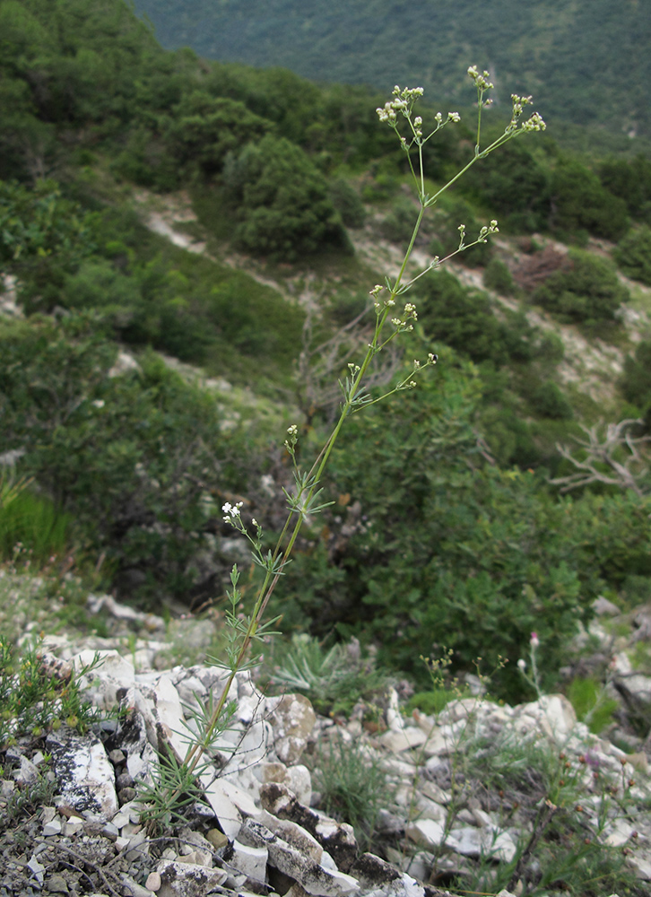 Image of Galium biebersteinii specimen.