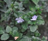 Strobilanthes tetraspermus. Верхушка цветущего растения. Китай, провинция Хунань, Сянси-Туцзя-Мяоский автономный округ, окр. г. Фэнхуан (Fenghuang), рядом с пещерой Чилян (Qiliang) на скале из известняка. 09.10.2017.