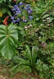 Agapanthus africanus