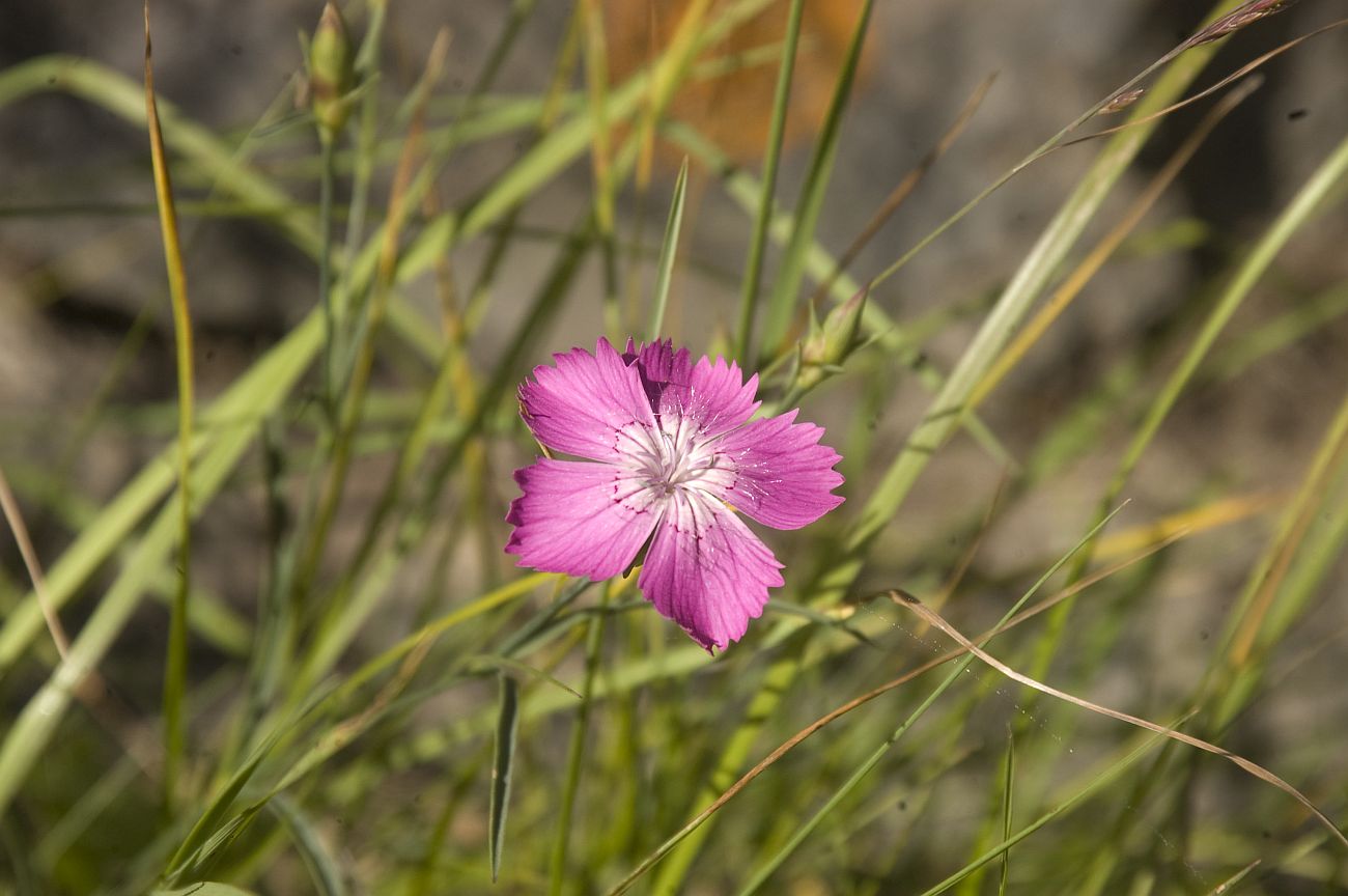 Image of Dianthus caucaseus specimen.