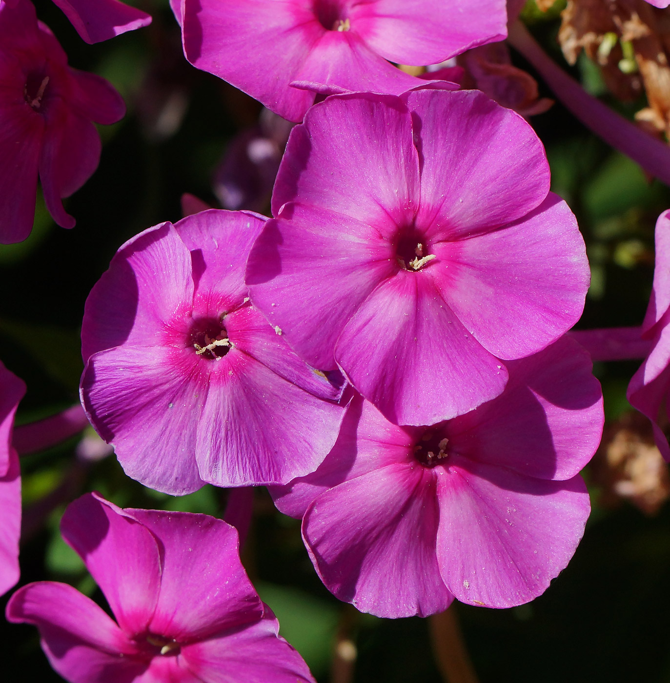 Image of Phlox paniculata specimen.