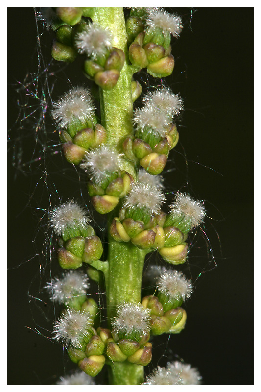 Image of Triglochin maritima specimen.