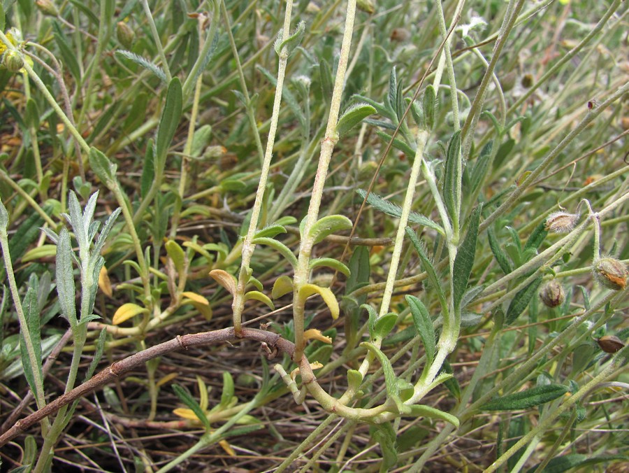 Image of Helianthemum georgicum specimen.