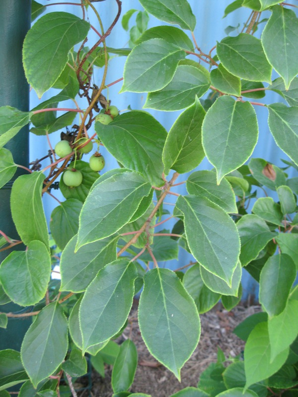 Image of Actinidia arguta specimen.