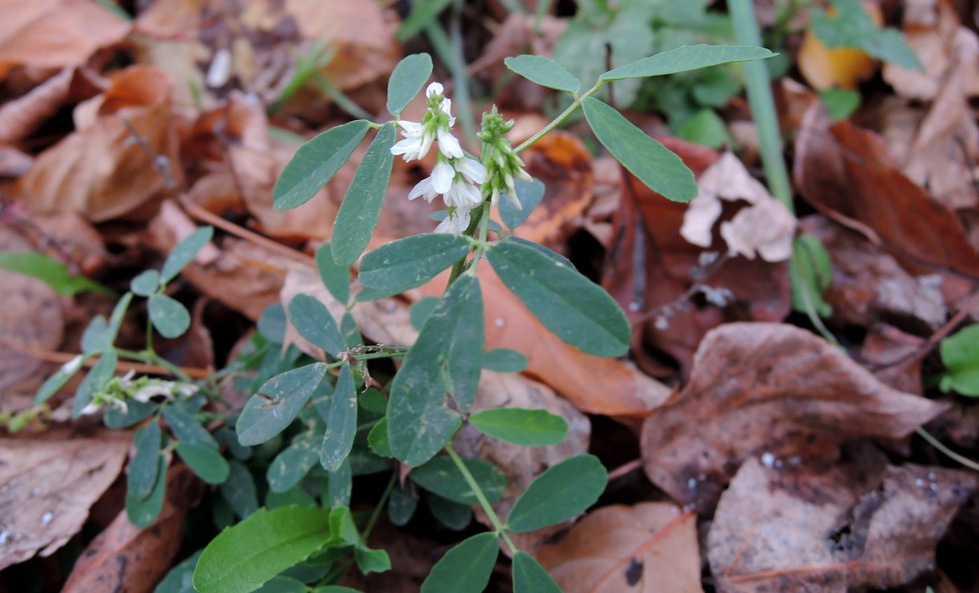 Image of Melilotus albus specimen.