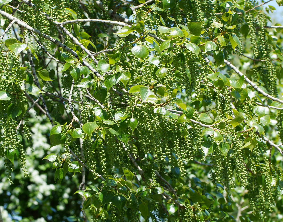 Image of Populus &times; sibirica specimen.