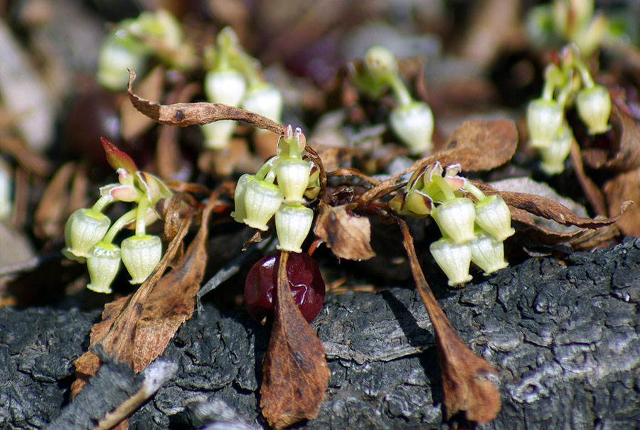 Image of Arctous erythrocarpa specimen.