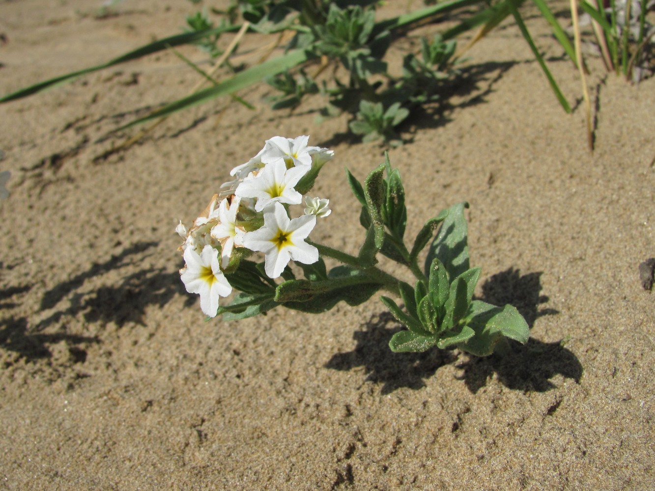 Изображение особи Argusia sibirica.