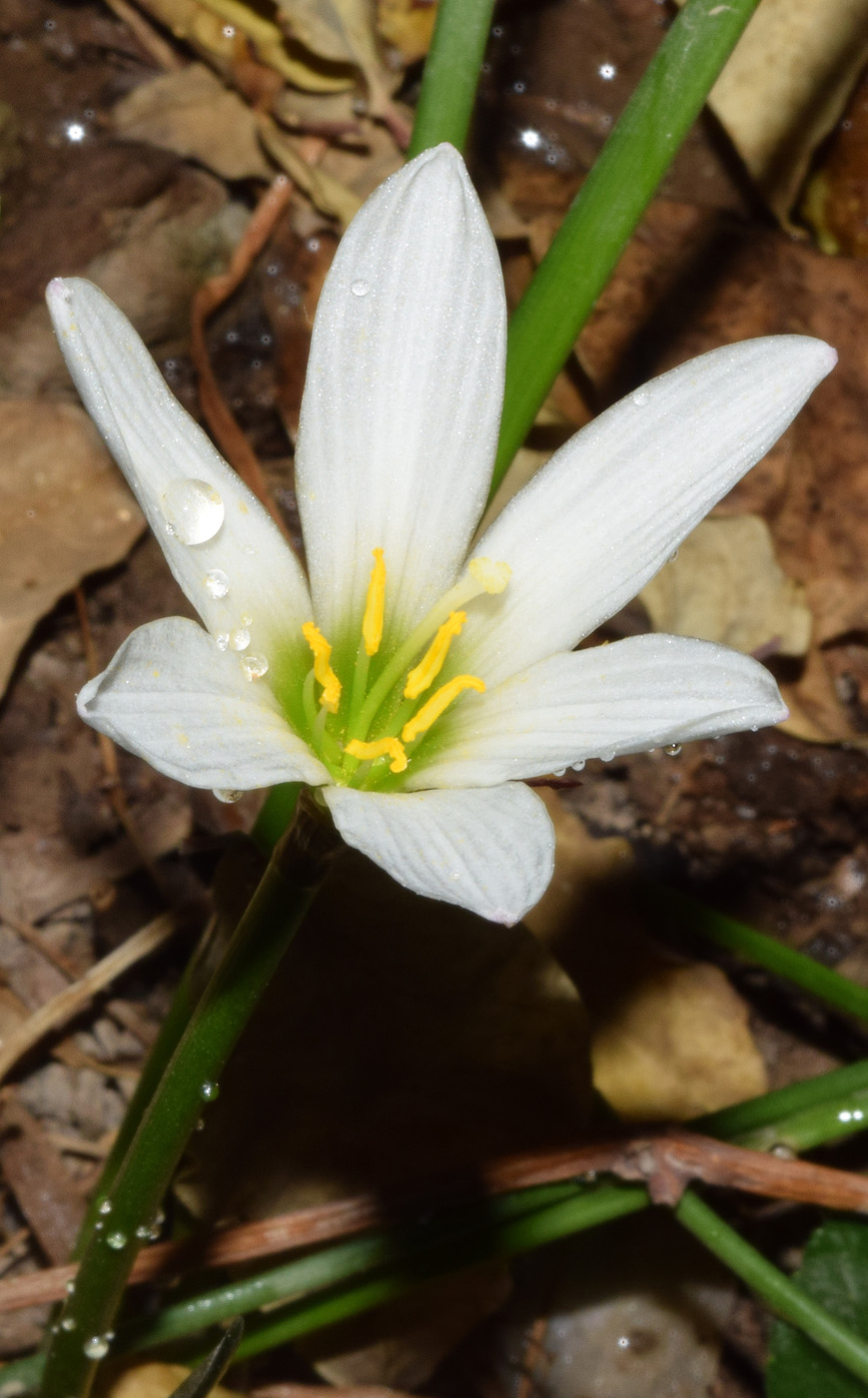 Изображение особи Zephyranthes candida.