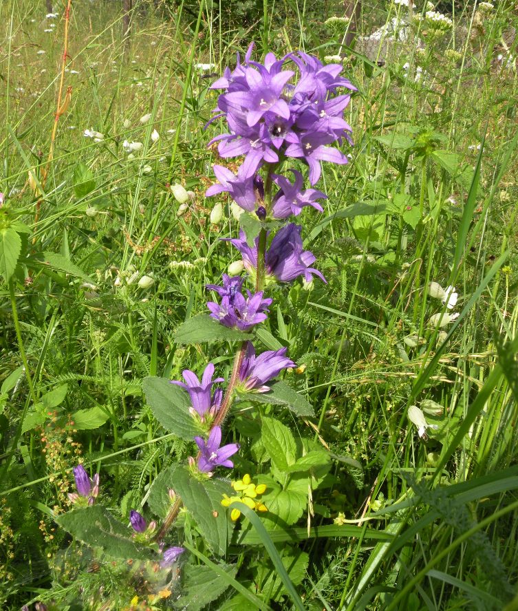 Изображение особи Campanula glomerata.