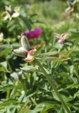 Paeonia officinalis