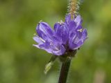 Campanula cervicaria