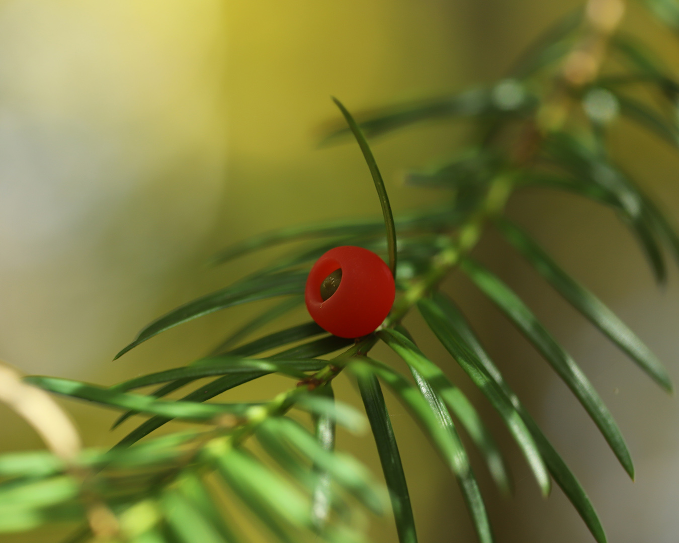 Image of Taxus baccata specimen.