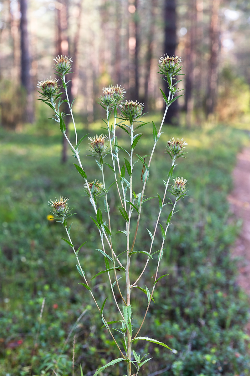 Изображение особи Carlina fennica.