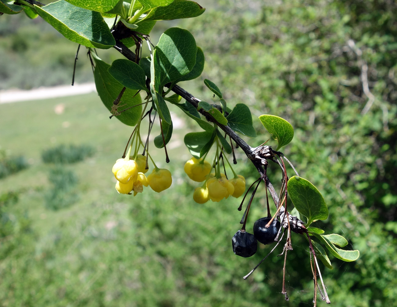 Image of Berberis sphaerocarpa specimen.