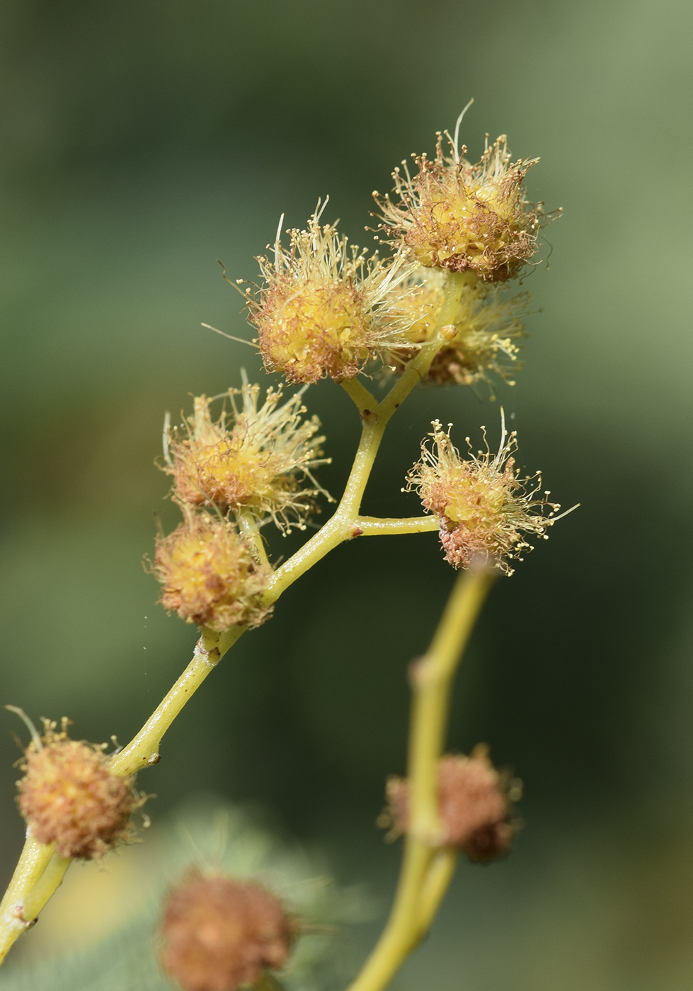 Image of Acacia dealbata specimen.