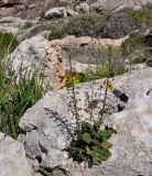 Verbascum levanticum