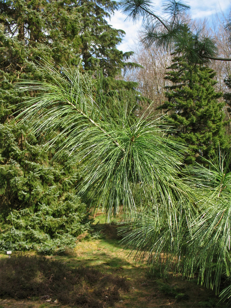 Изображение особи Pinus &times; schwerinii.