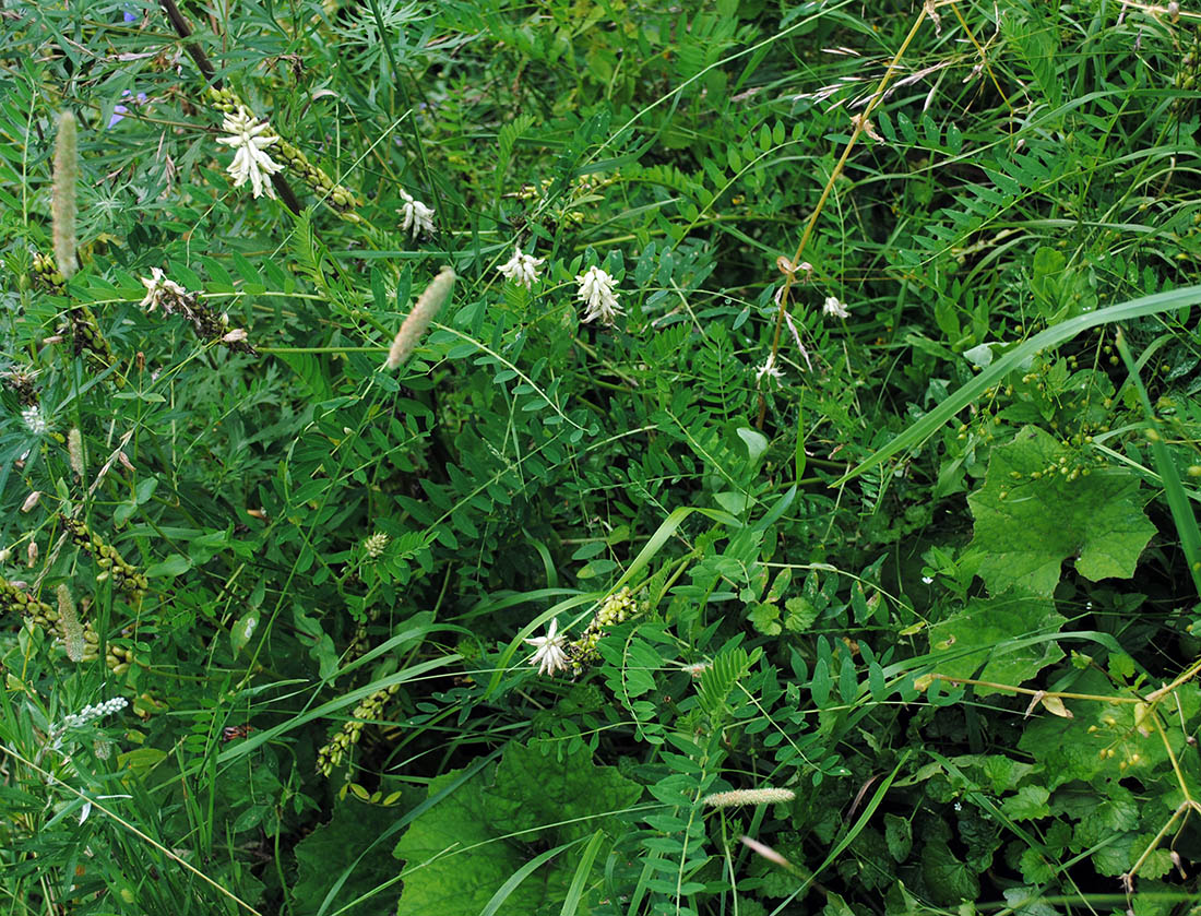 Image of Astragalus uliginosus specimen.