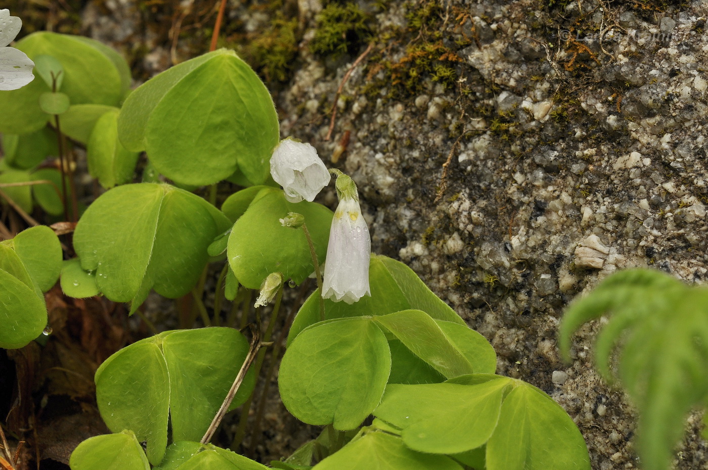 Изображение особи Oxalis acetosella.