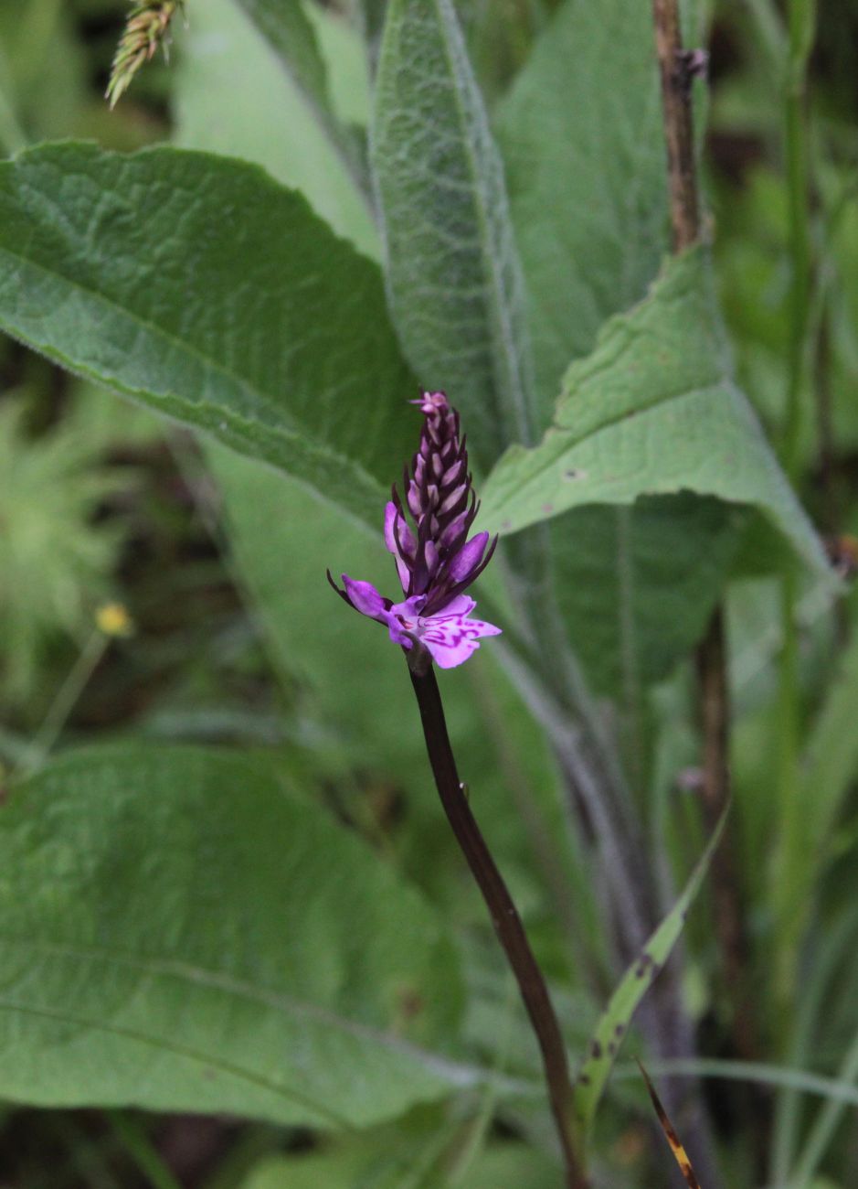 Image of Dactylorhiza fuchsii specimen.