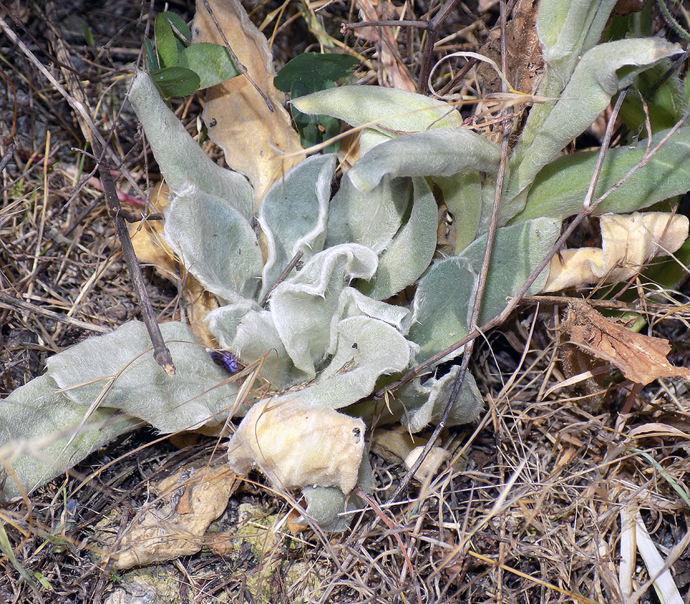 Image of Lychnis coronaria specimen.