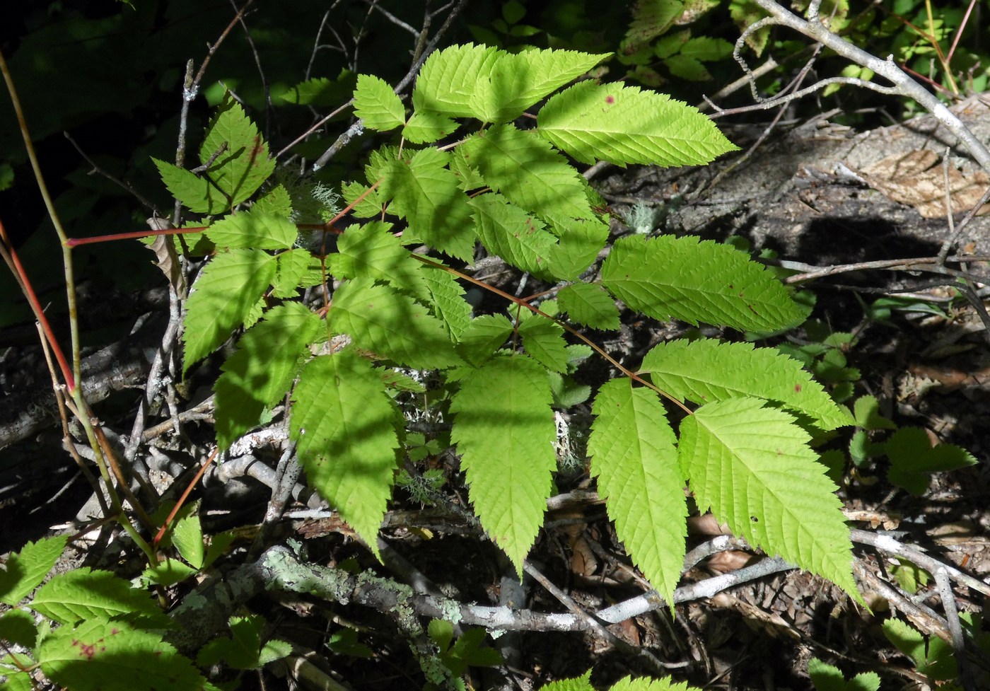 Image of Aruncus sylvestris specimen.