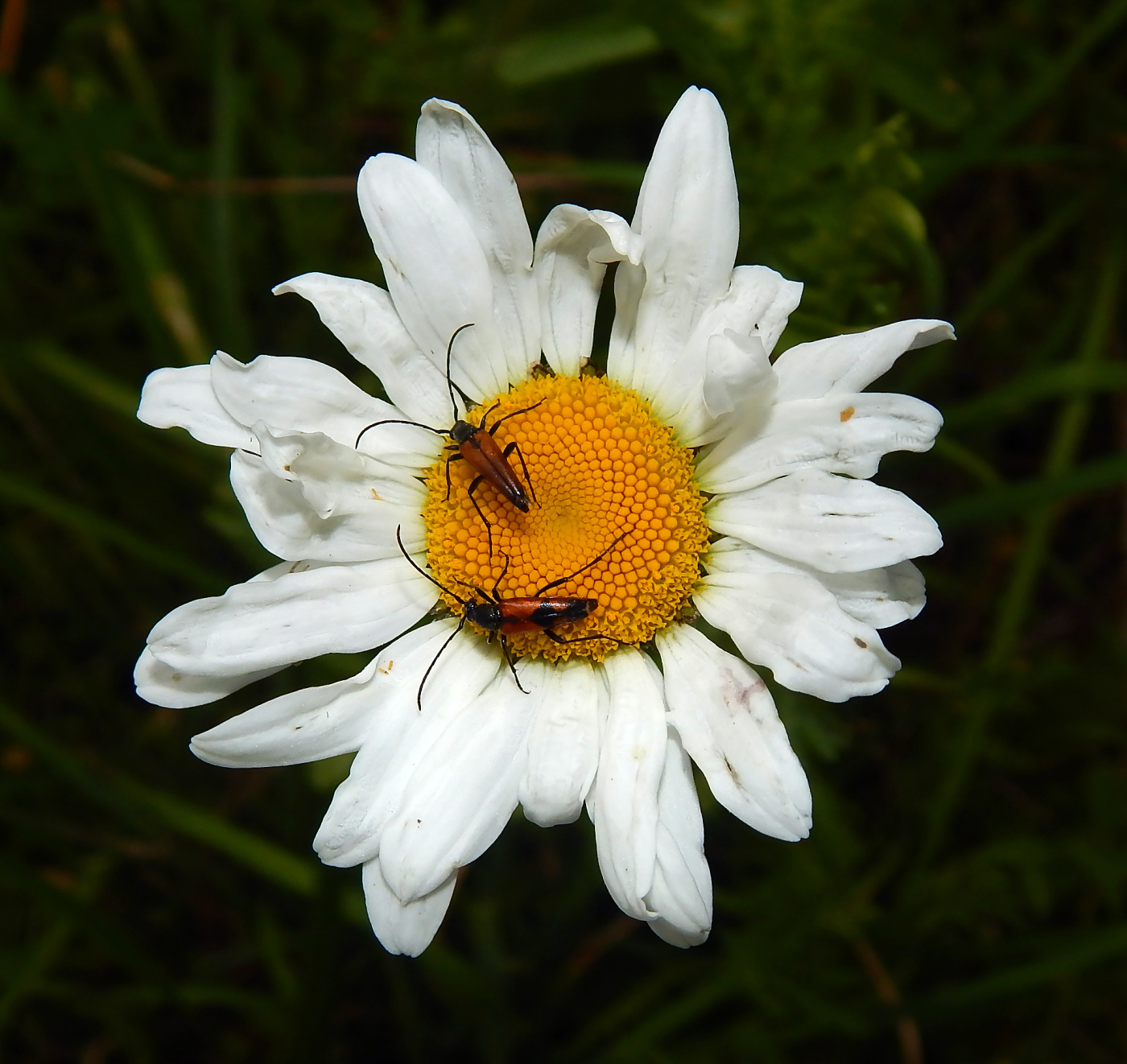 Image of Leucanthemum vulgare specimen.